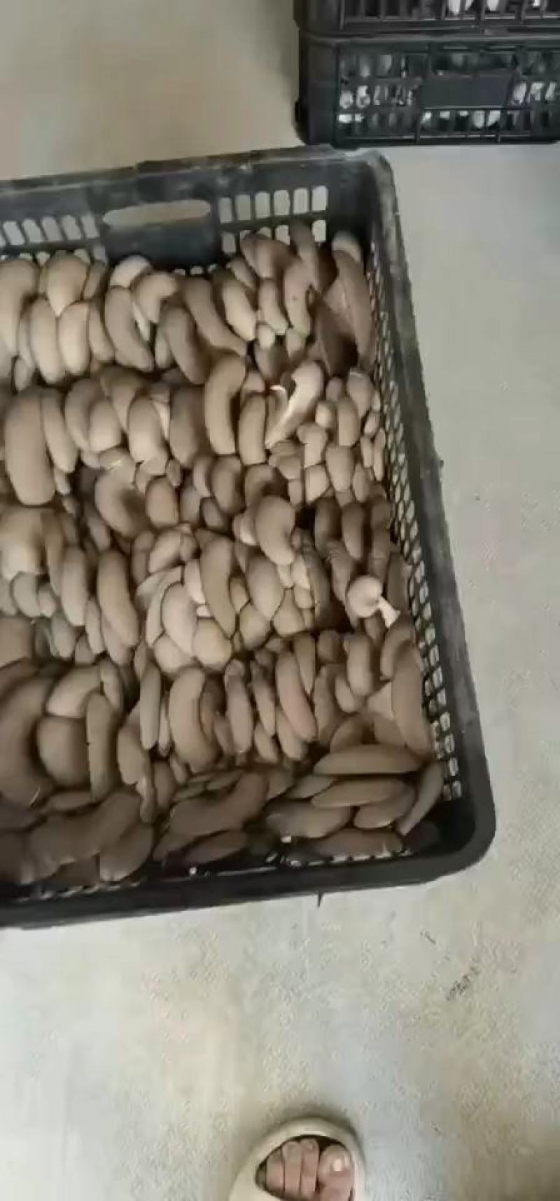 江苏鲜平菇精品小黑平菇灰平菇熟料栽培基地直供支持全国发货