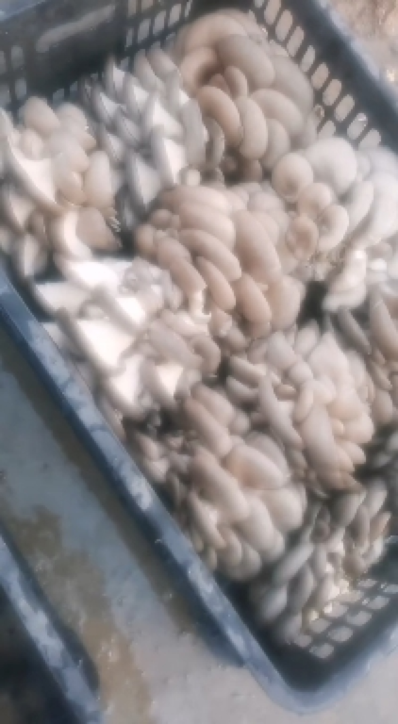 江苏鲜平菇精品小黑平菇灰平菇熟料栽培基地直供支持全国发货