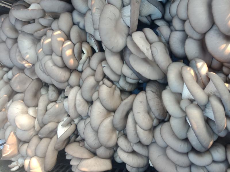 江苏鲜平菇精品小黑平菇灰平菇熟料栽培基地直供支持全国发货