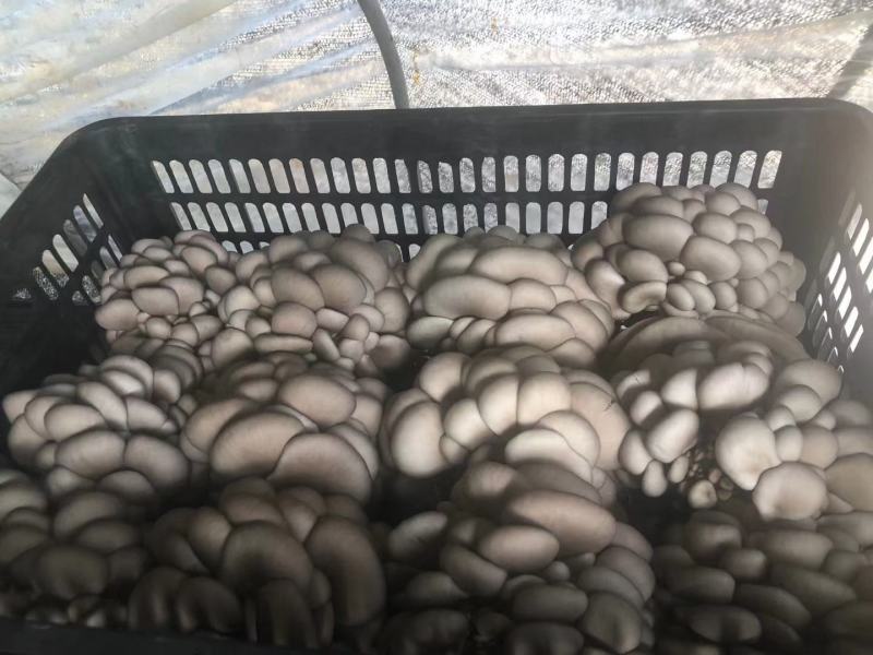江苏鲜平菇精品小黑平菇灰平菇熟料栽培基地直供支持全国发货