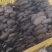 江苏鲜平菇精品小黑平菇灰平菇熟料栽培基地直供支持全国发货