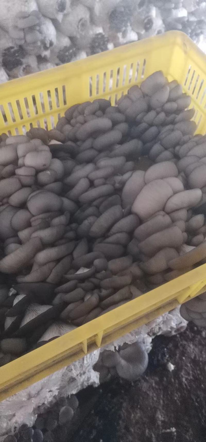 江苏鲜平菇精品小黑平菇灰平菇熟料栽培基地直供支持全国发货