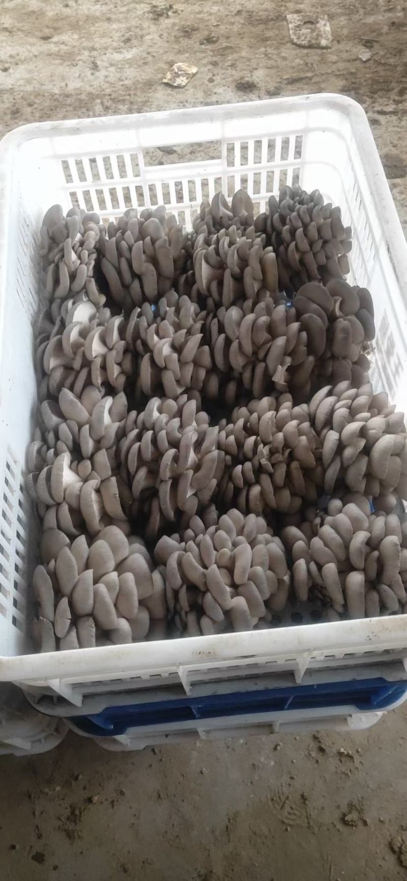 江苏鲜平菇精品小黑平菇灰平菇熟料栽培基地直供支持全国发货