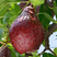 新品种红啤梨树苗当年结果西洋梨苗嫁接梨树苗地栽南北方种植