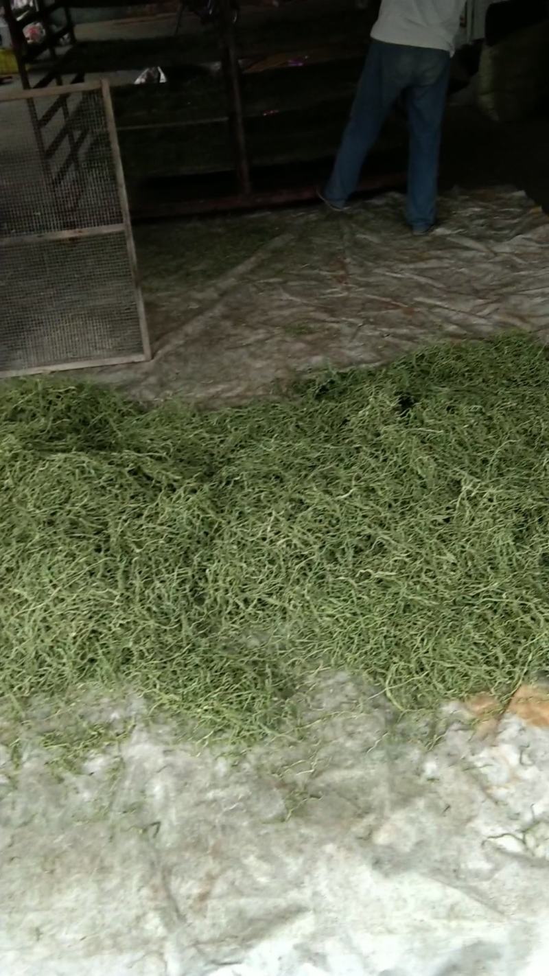 热卖***豆角丝干厂家直销样品专拍压塌架架豆王无丝豆角干