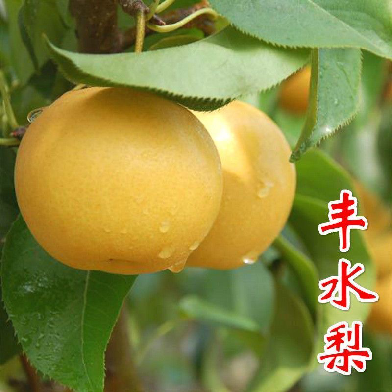嫁接梨苗丰水梨树苗丰水梨树苗当年结果南方北方种植地栽
