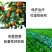 75%百菌清真菌杀菌剂霜霉病农药蓝粉好原料