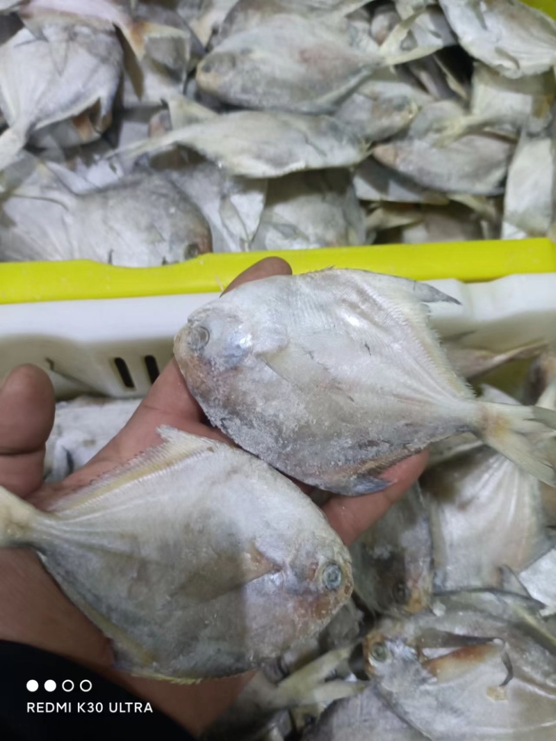 新鲜鲳鱼无冰