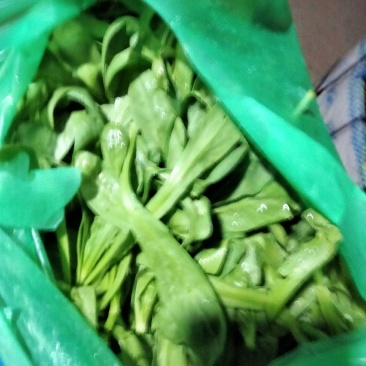 茼蒿菜