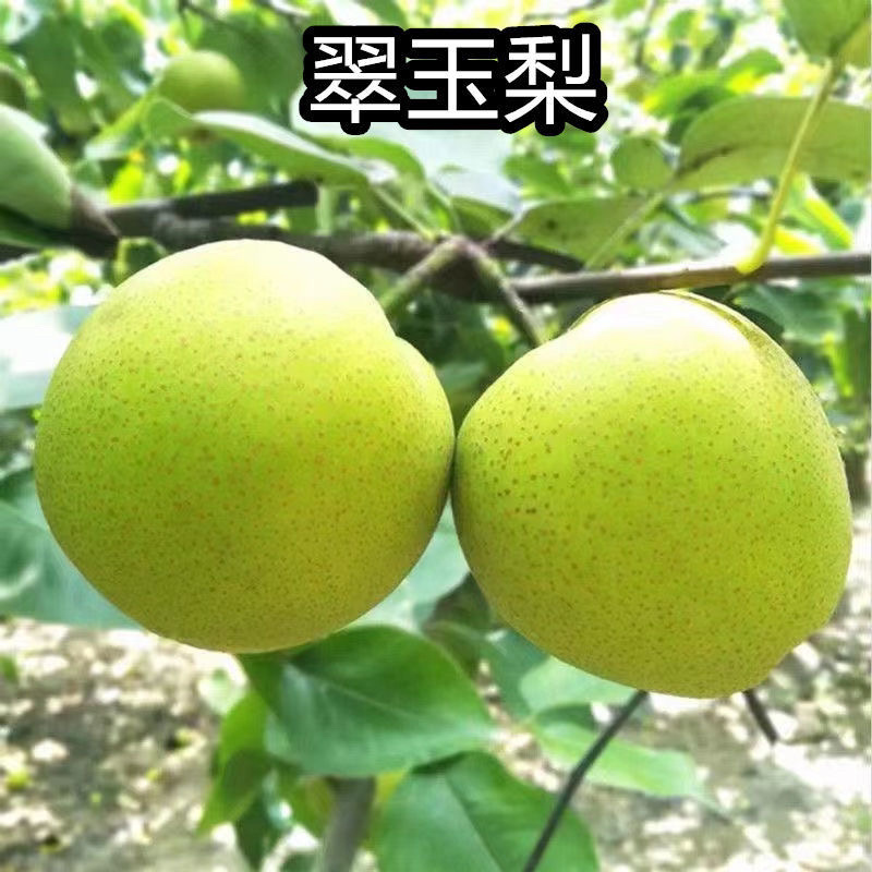 早熟梨新品种翠玉梨518梨树苗嫁接梨苗翡翠梨树苗当年结果