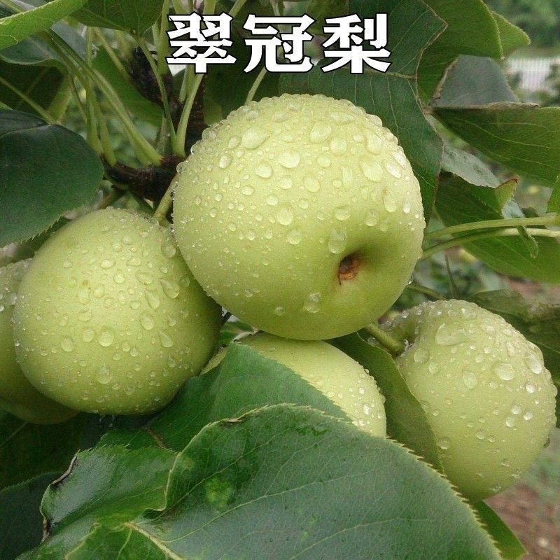翠冠梨树苗南汇翠冠梨苗嫁接蜜梨苗翠冠梨82梨树苗当