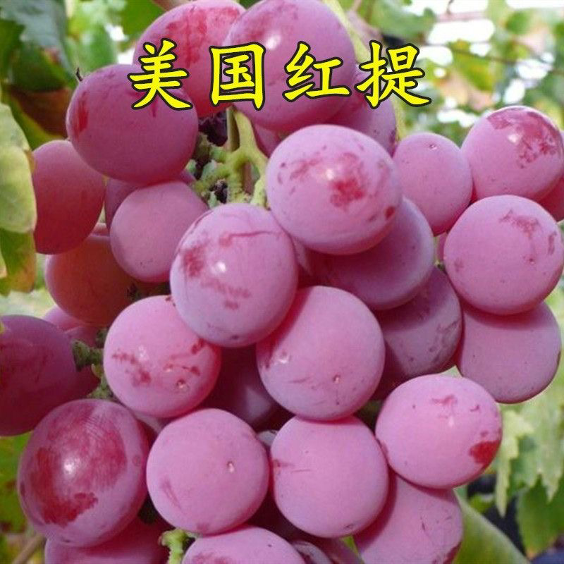 美国红提苗无籽红提子苗葡萄红提葡萄树苗棚栽地栽包成活
