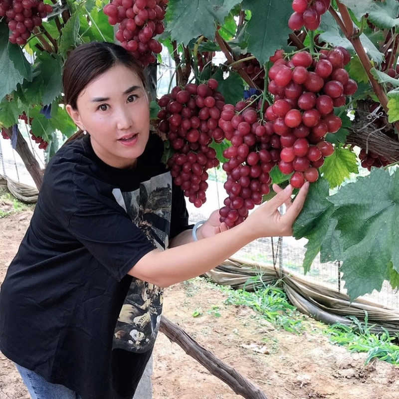 美国红提苗无籽红提子苗葡萄红提葡萄树苗棚栽地栽包成活