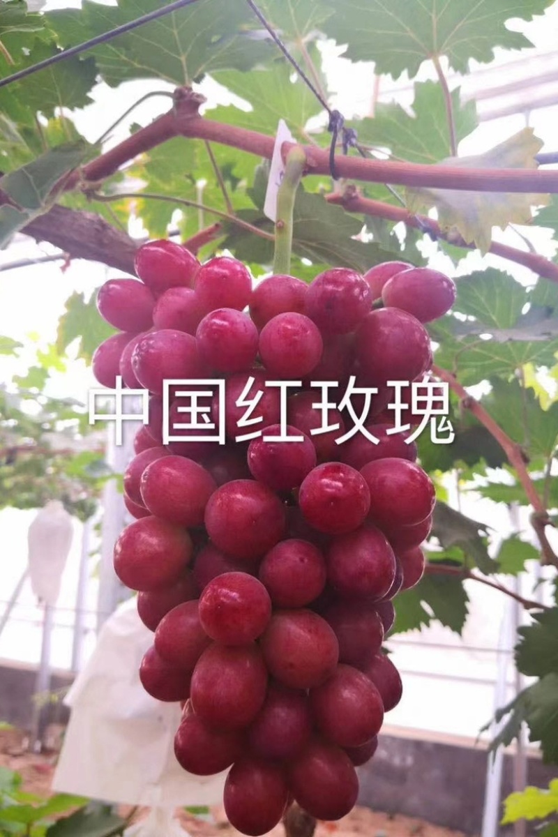 美国红提苗无籽红提子苗葡萄红提葡萄树苗棚栽地栽包成活
