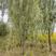 大量供应柳树，垂柳，金丝垂柳3公分-20公分