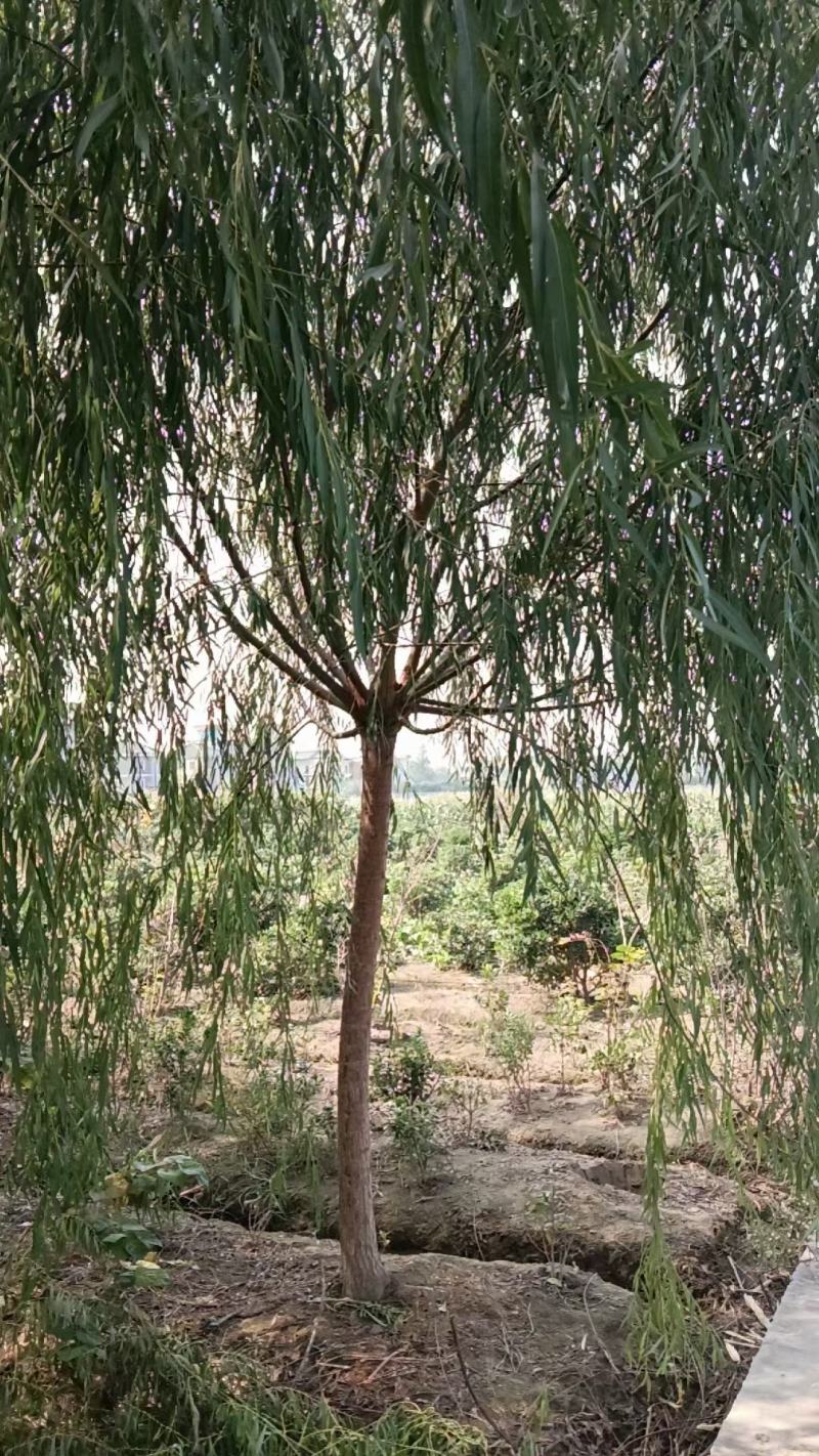 供应柳树，垂柳，金丝垂柳3公分-20公分