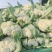 有机花菜，青梗白面散花，砀山本地一手货源，代发全国各地