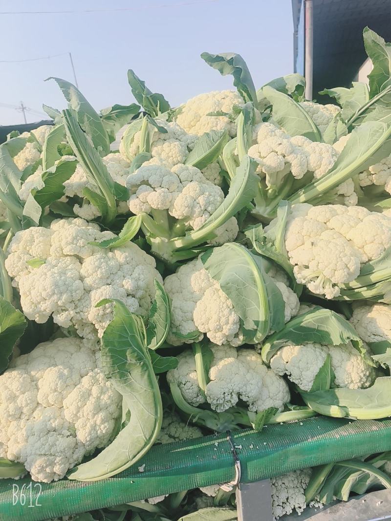 有机花菜，青梗白面散花，砀山本地一手货源，代发全国各地