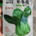 寒冬秀青梗菜种子，20克，耐抽苔耐寒整齐美观