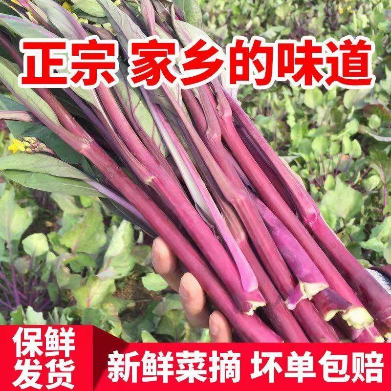红菜苔白菜苔看货论价保质保量产地专业代办欢迎订购