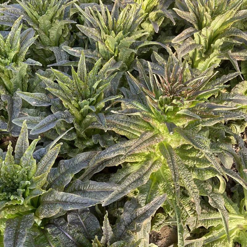 红叶香莴笋产地看货论价保质保量欢迎订购