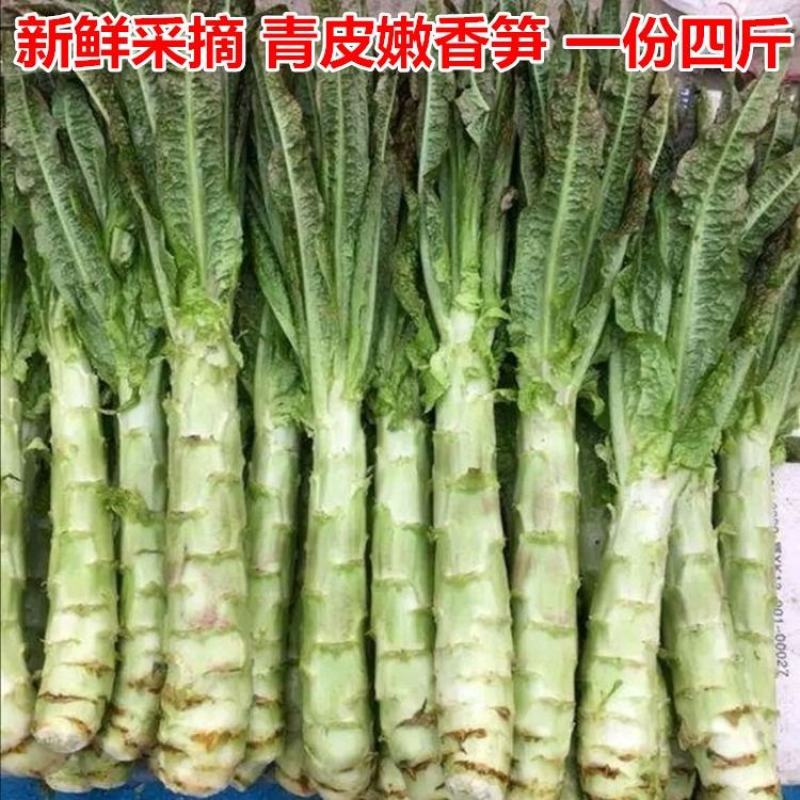 红叶香莴笋产地看货论价保质保量欢迎订购