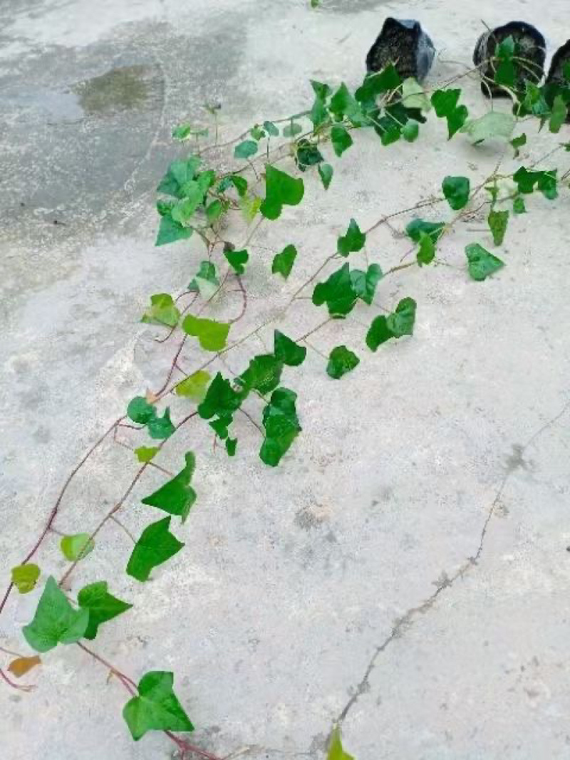 爬山虎，大量出售各规格，量大从优，欢迎大家前来选购