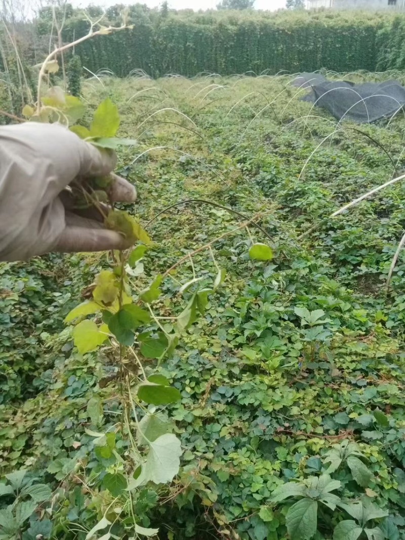 爬山虎，大量出售各规格，量大从优，欢迎大家前来选购