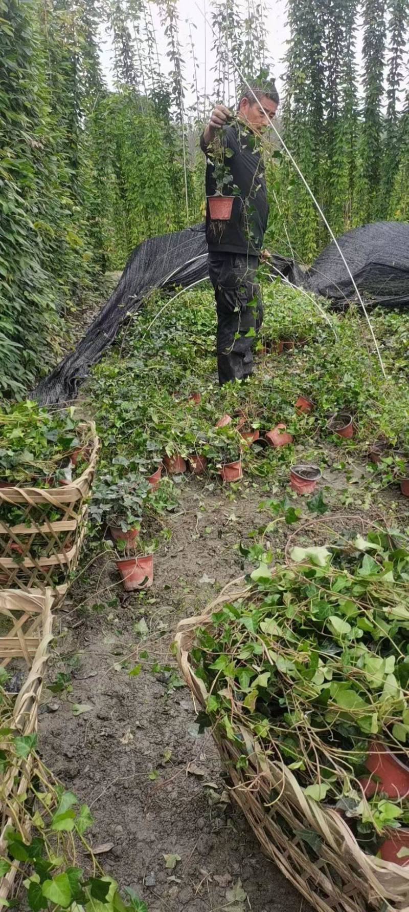 爬山虎，大量出售各规格，量大从优，欢迎大家前来选购