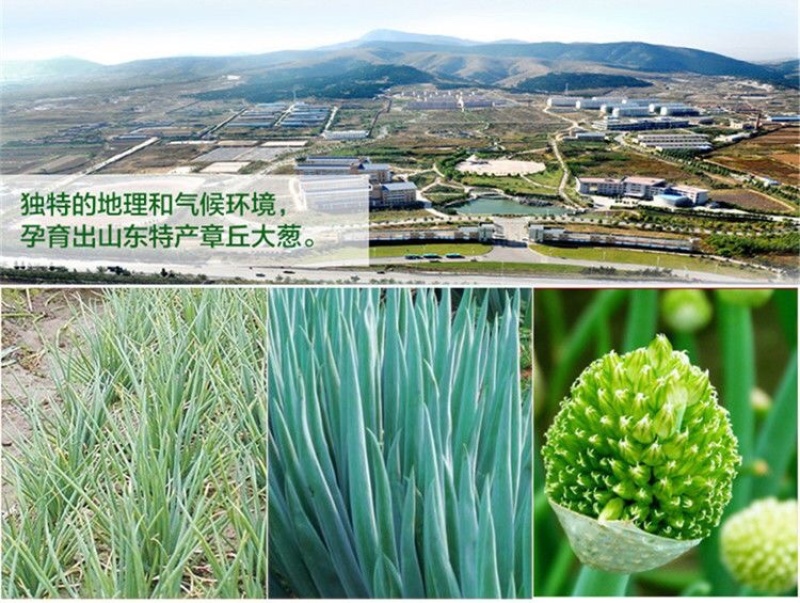 章丘大葱高白甜脆团购福利送礼有面精品大葱