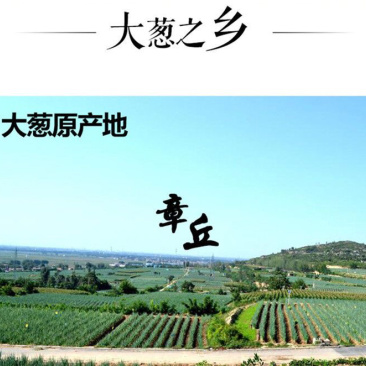 章丘大葱高白甜脆团购福利送礼有面精品大葱