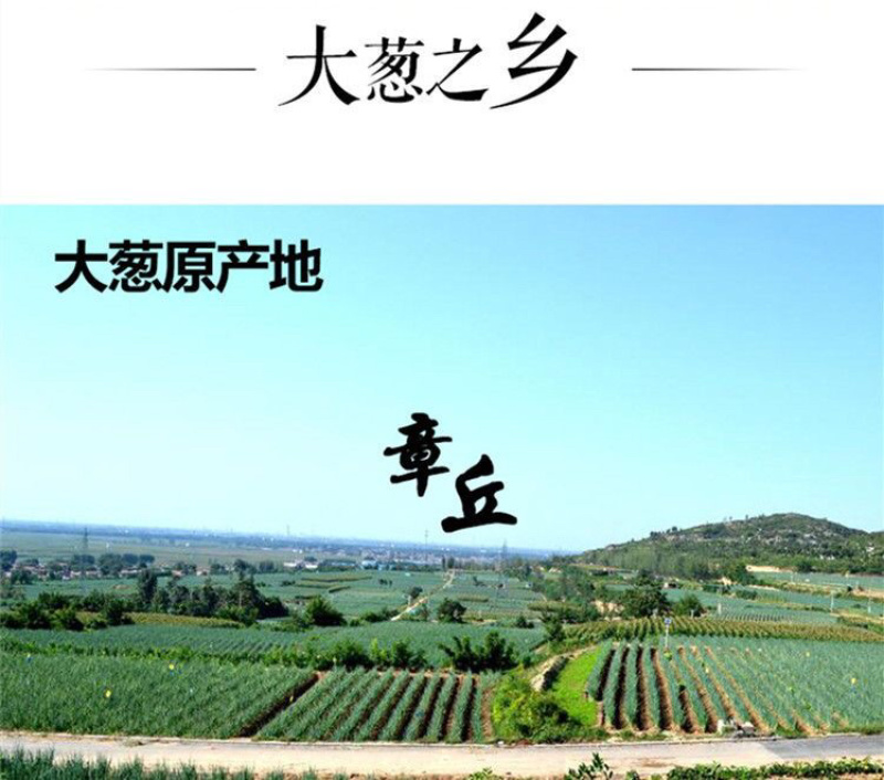 章丘大葱高白甜脆团购福利送礼有面精品大葱