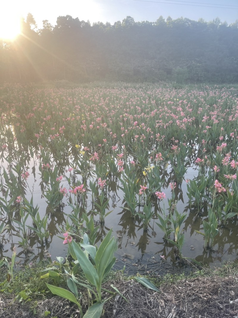 水生美人蕉基地长期大量供应，裸根苗、杯苗都有货！