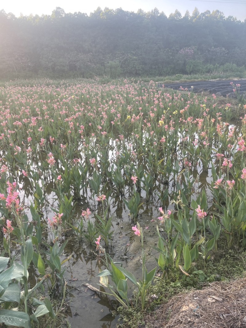 水生美人蕉基地长期大量供应，裸根苗、杯苗都有货！