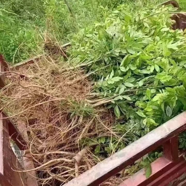 紫藤，大量出售各规格，量大从优，欢迎大家前来选购