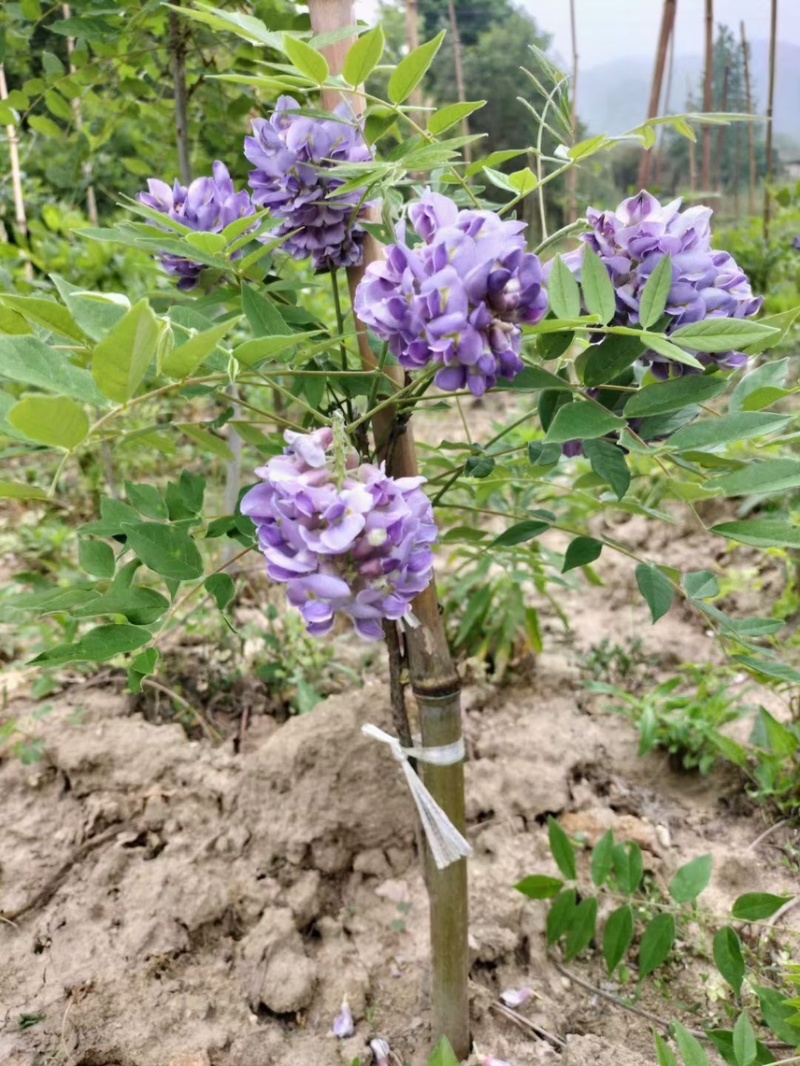 紫藤，大量出售各规格，量大从优，欢迎大家前来选购