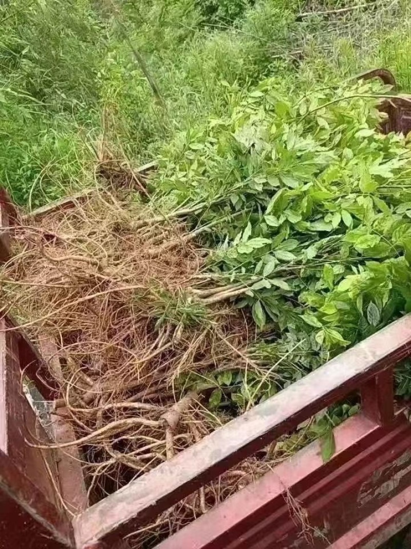 紫藤，大量出售各规格，量大从优，欢迎大家前来选购