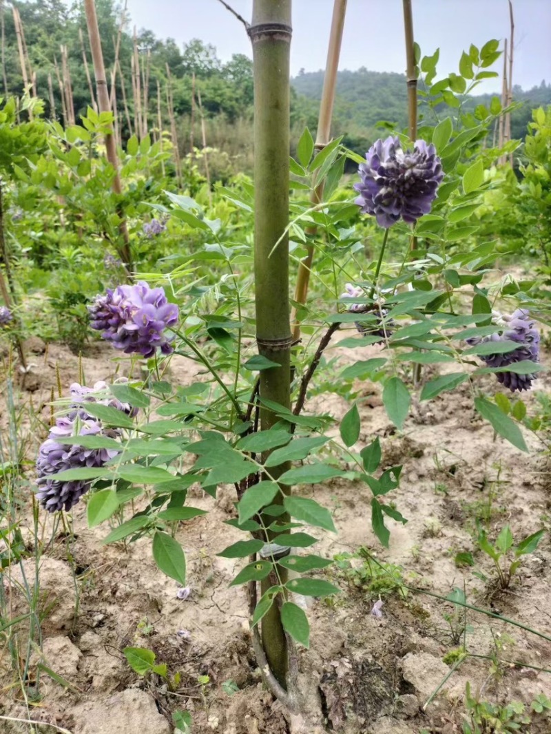 紫藤，大量出售各规格，量大从优，欢迎大家前来选购