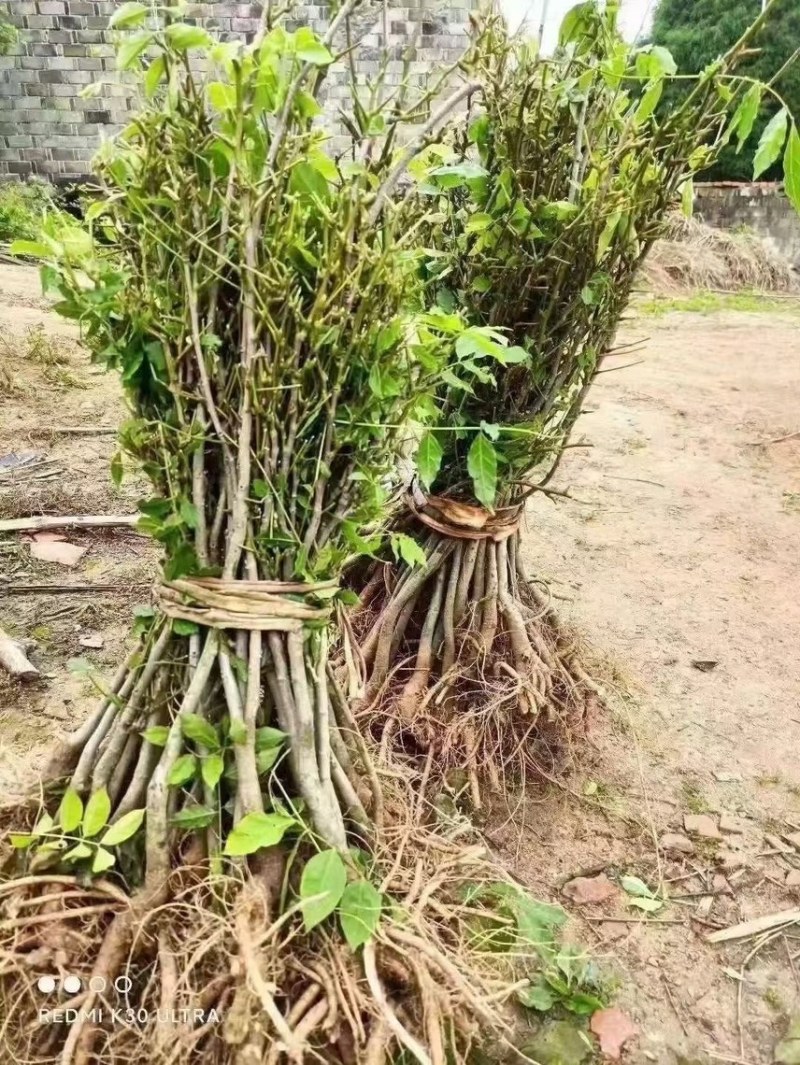紫藤，大量出售各规格，量大从优，欢迎大家前来选购