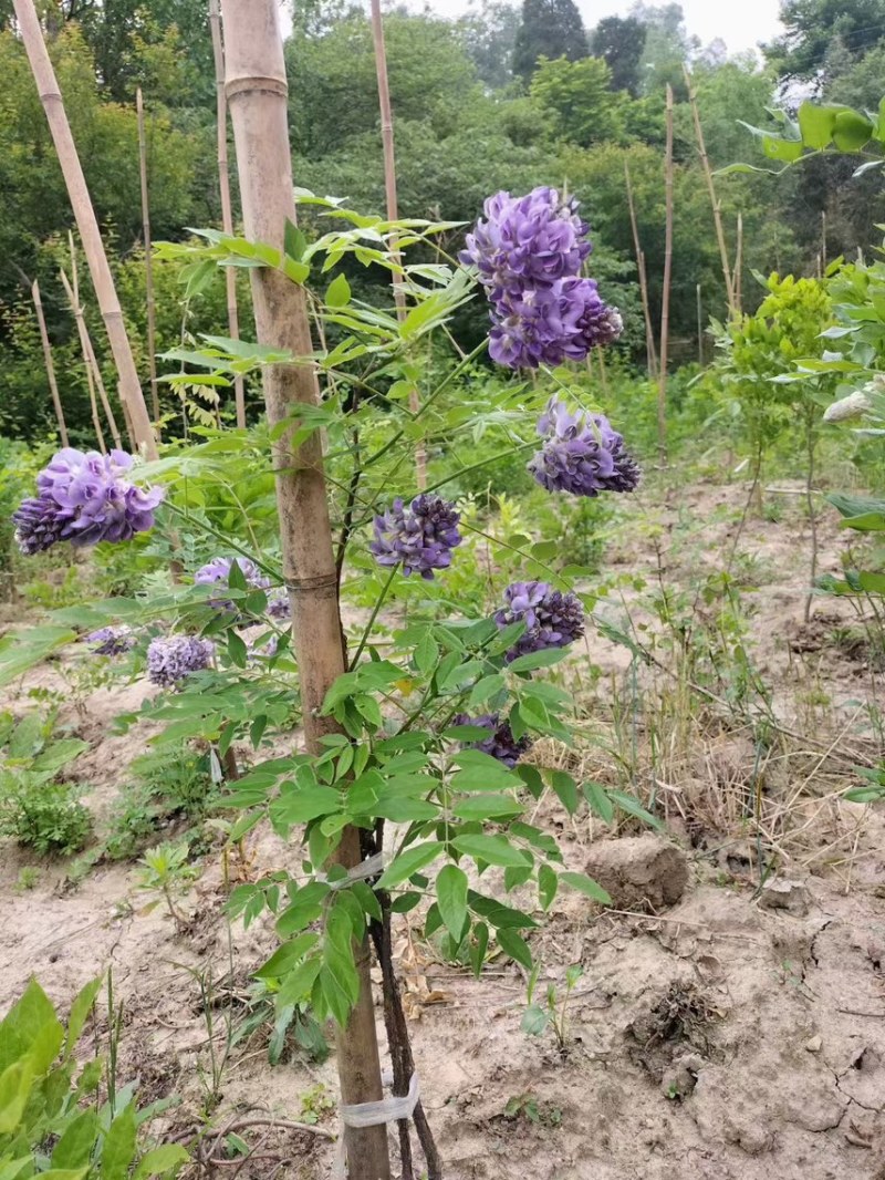 紫藤，大量出售各规格，量大从优，欢迎大家前来选购