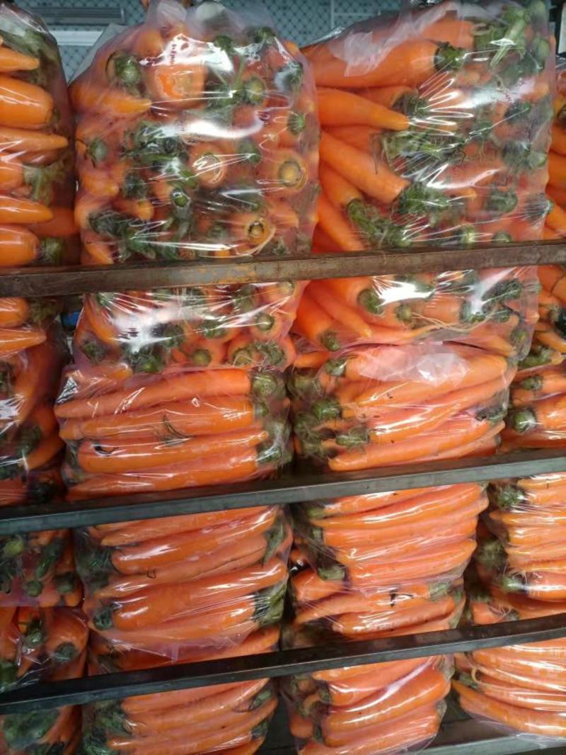 胡萝卜产地看货论价保质保量专业代办，欢迎订购