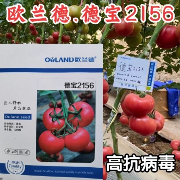 欧兰德德宝2156番茄种子抗TY病毒叶霉病粉红西红柿
