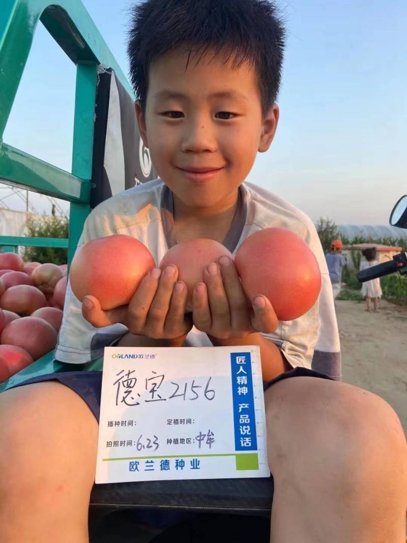 欧兰德德宝2156番茄种子抗TY病毒叶霉病粉红西红柿