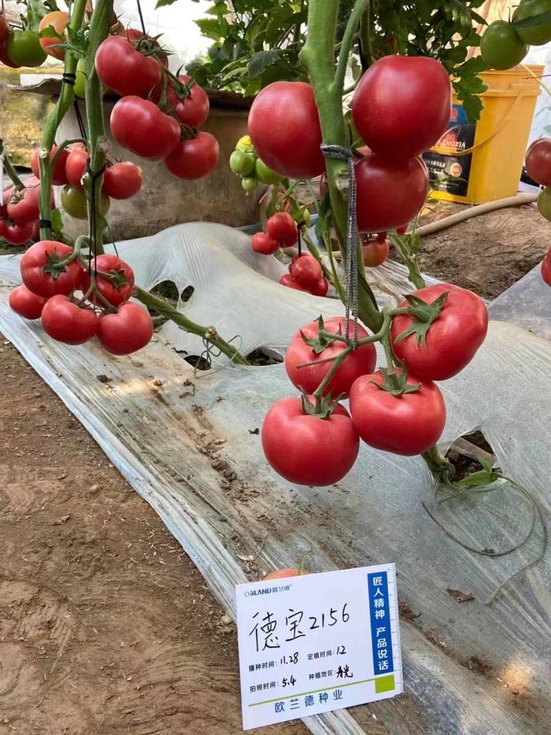 欧兰德德宝2156番茄种子抗TY病毒叶霉病粉红西红柿