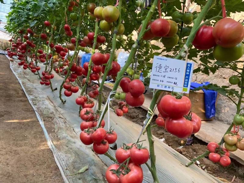 欧兰德德宝2156番茄种子抗TY病毒叶霉病粉红西红柿