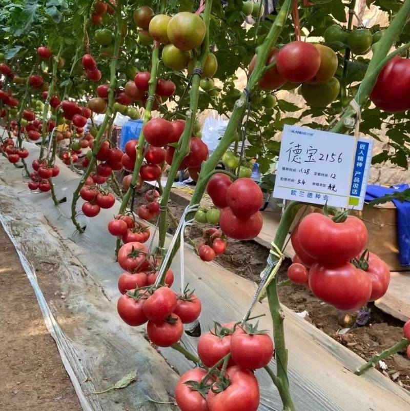 欧兰德德宝2156番茄种子抗TY病毒叶霉病粉红西红柿