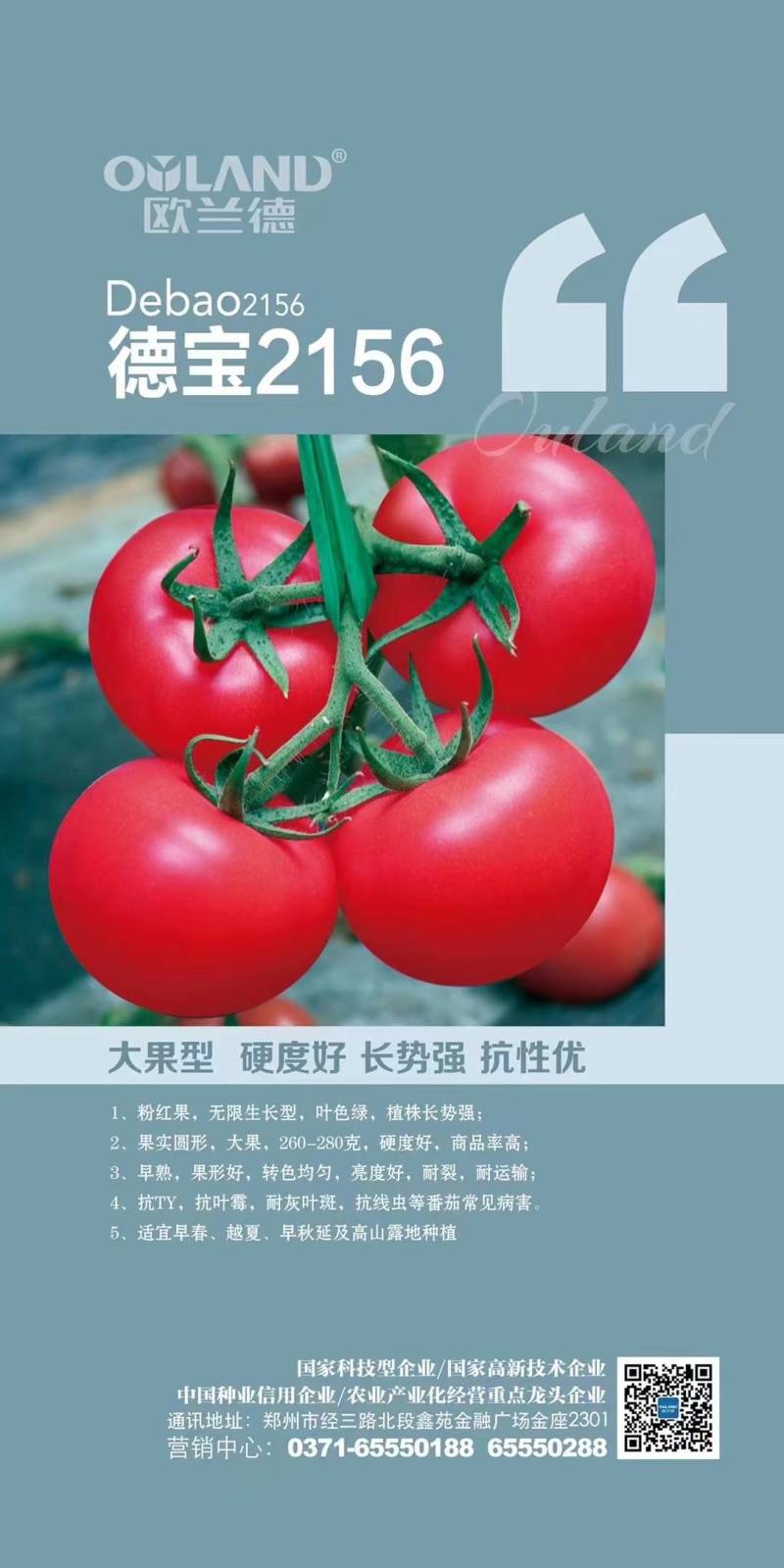 欧兰德德宝2156番茄种子抗TY病毒叶霉病粉红西红柿