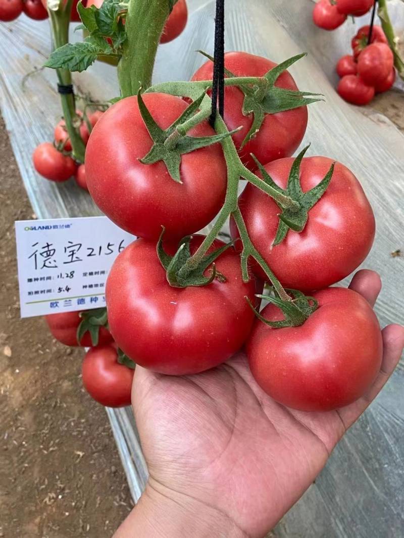 欧兰德德宝2156番茄种子抗TY病毒叶霉病粉红西红柿