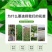【一件代发】云南大花月季裸根小苗庭院阳台花卉种苗四季开花