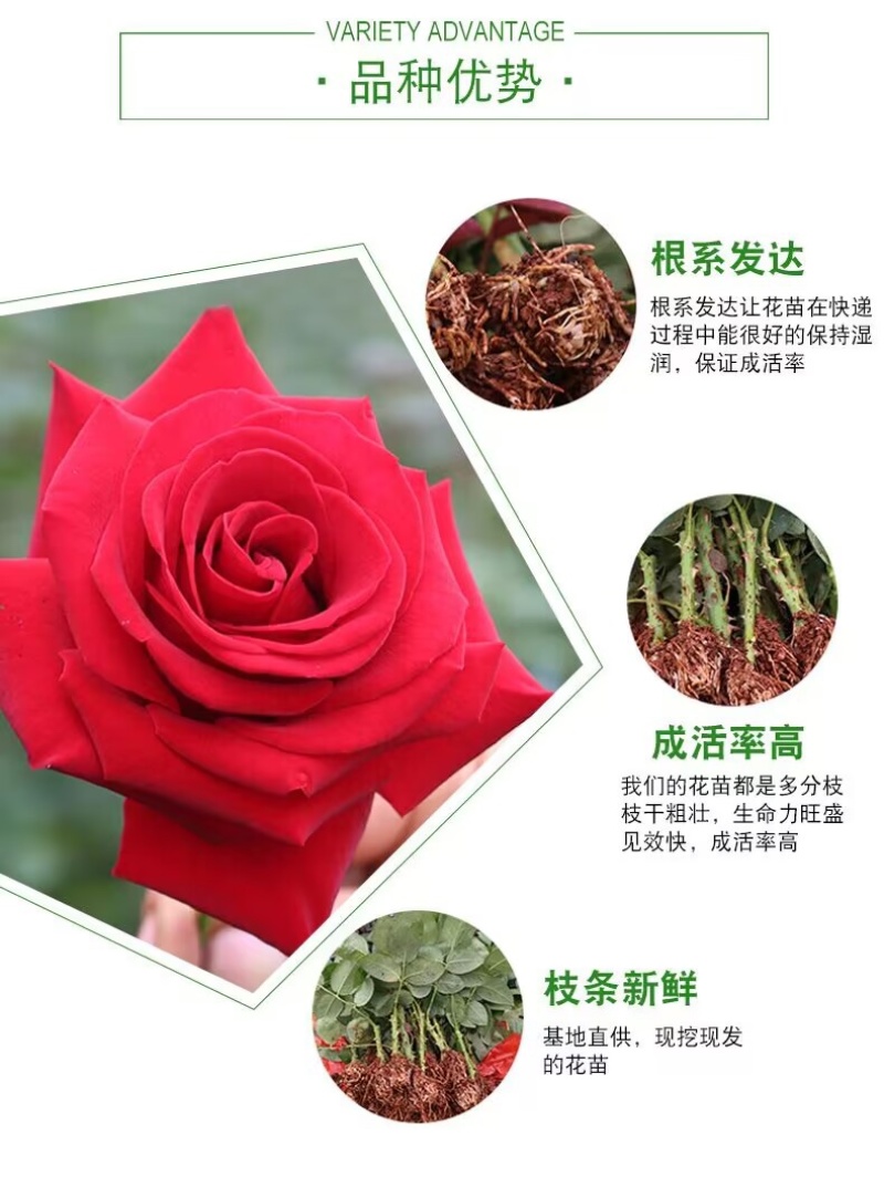【一件代发】云南大花月季裸根小苗庭院阳台花卉种苗四季开花